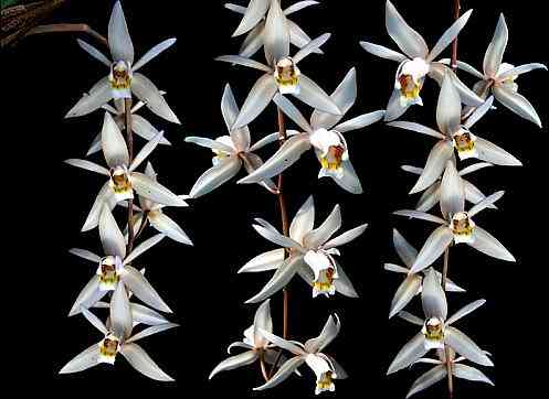 Coelogyne lactea 